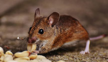 hospital-and-healthcare-facility-pest-management Experts in Larksville